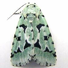 Acronicta fallax