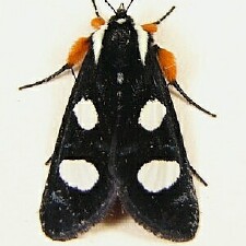 Alypia octomaculata