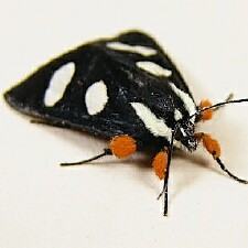 Alypia octomaculata