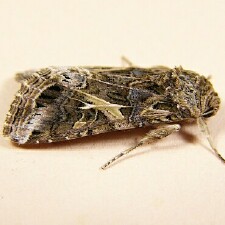 Spodoptera ornithogalli