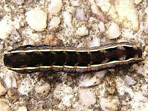 Spodoptera ornithogalli