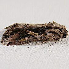 Spodoptera dolichos