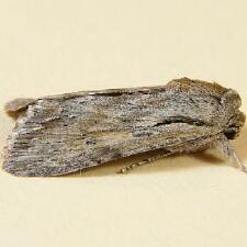 Spodoptera albula