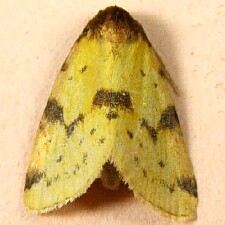 Azenia obtusa