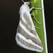 Euaspilates spinataria