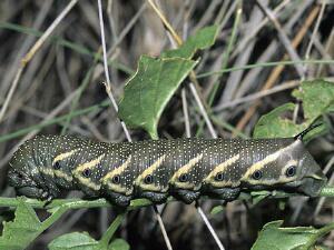 Manduca quinquemaculatus