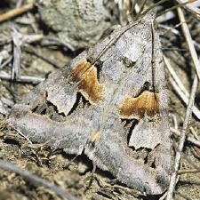 Drasteria hudsonica