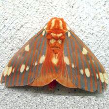 Citheronia regalis