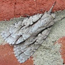 Acronicta lobeliae