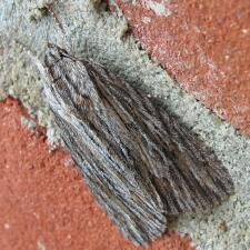 Acronicta lithospila