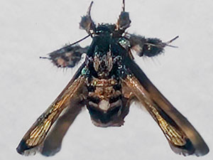 Tyrictaca hyalina