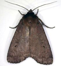 Graphiphora augur