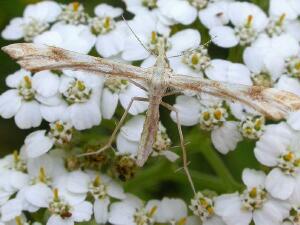 Gillmeria pallidactyla