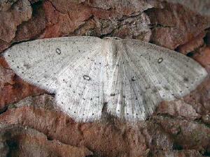 Cyclophora pendulinaria