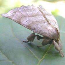 Olceclostera angelica