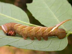 Ceratomia undulosa