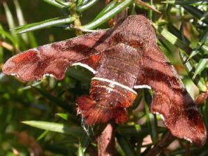 Amphion floridensis