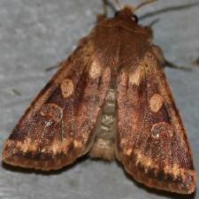 Orthosia rubescens