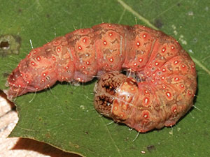 Acronicta modica
