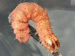 Acronicta modica