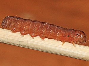 Acronicta modica
