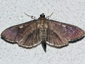 Herpetogramma sphingealis