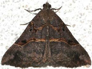 Hypena edictalis