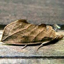 Calyptra canadensis