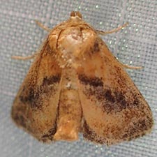 Natada lacipea