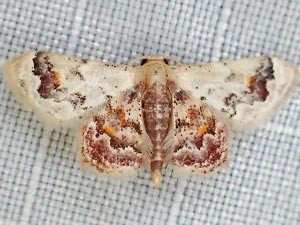 Idaea asceta