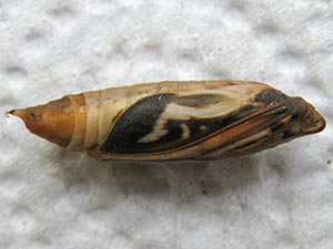 Cydalima perspectalis