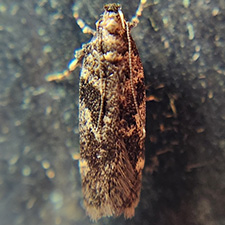 Filatima neotrophella