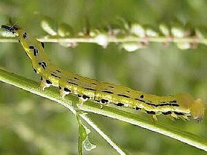 Dasylophia anguina