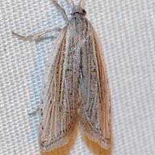 Eucosma ambodaidaleia