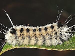 Lophocampa maculata