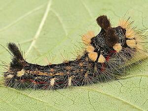 Acronicta impleta