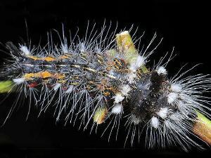 Acronicta impleta