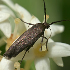 Scythris fuscicomella