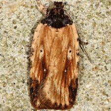 Agonopterix atrodorsella