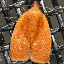 Acleris minuta