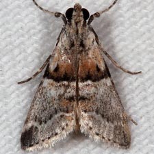 Tallula watsoni