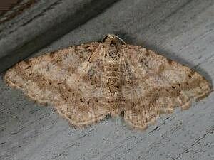 Digrammia ocellinata