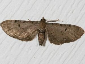 Eupithecia absinthiata