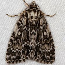 Acronicta fragilis