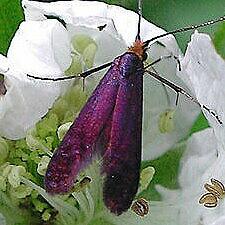 Adela caeruleella