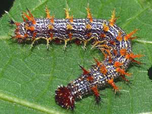 Polygonia interrogationis