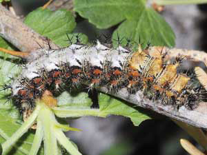 Polygonia gracilis