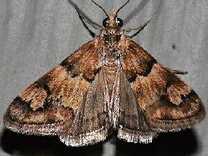 Noctueliopsis brunnealis