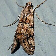 Noctueliopsis brunnealis