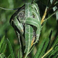 Eucaterva variaria